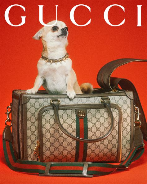 felpe per cani gucci|Gucci Pet .